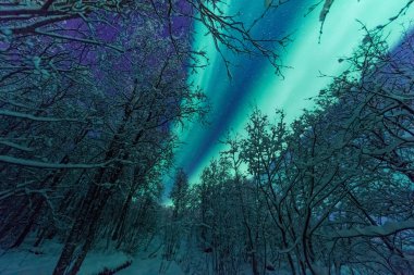 İskandinavya Norveç Tromso çiftlik kış orman kar dağlarda kutup kutup kuzey ışıkları aurora borealis gökyüzü yıldız 