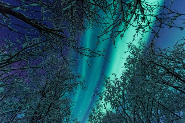 Kutub Utara Cahaya Aurora Bintang Langit Borealis Skandinavia Norwegia Tromso — Stok Foto