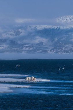  Norveç manzara doğa beyaz ayı buzulun Spitsbergen Longyearbyen Svalbard kutup kış kutup ışığı gün gökyüzünün bir buz parçası üzerinde