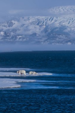  Norveç manzara doğa beyaz ayı buzulun Spitsbergen Longyearbyen Svalbard kutup kış kutup ışığı gün gökyüzünün bir buz parçası üzerinde
