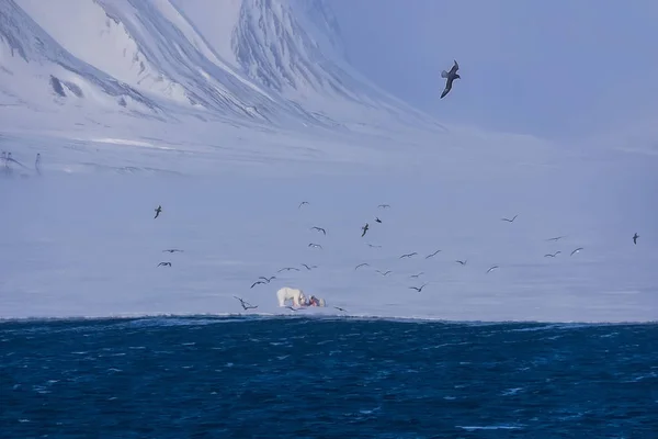 Paisagem Norway Natureza Urso Branco Geleira Bloco Gelo Spitsbergen Longyearbyen — Fotografia de Stock