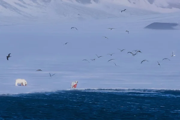 Paisagem Norway Natureza Urso Branco Geleira Bloco Gelo Spitsbergen Longyearbyen — Fotografia de Stock