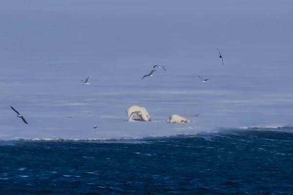 Paisagem Norway Natureza Urso Branco Geleira Bloco Gelo Spitsbergen Longyearbyen — Fotografia de Stock