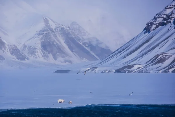 Норвегія Краєвид Природи Білий Ведмідь Льодовик Крижини Шпіцбергенський Лонг Шпіцберген — стокове фото
