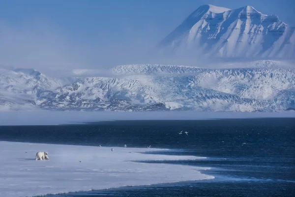Ледник Белого Медведя Льдине Шпицбергена Длинный Год Арктический Зимний Полярный — стоковое фото