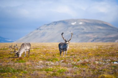 Vahşi bir legeyikli manzara. Yaz Svalbard. büyük boynuzları boynuzları ile Gün batımında geyik, Norveç. DoğaSpitsbergen yaban hayatı sahne 