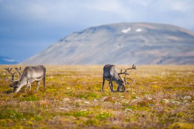 Vahşi bir legeyikli manzara. Yaz Svalbard. büyük boynuzları boynuzları ile Gün batımında geyik, Norveç. DoğaSpitsbergen yaban hayatı sahne 