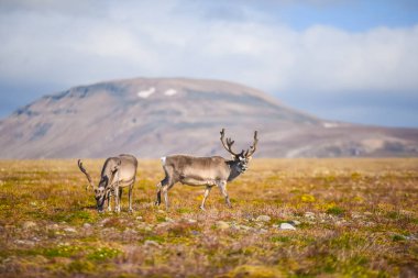 Vahşi bir legeyikli manzara. Yaz Svalbard. büyük boynuzları boynuzları ile Gün batımında geyik, Norveç. DoğaSpitsbergen yaban hayatı sahne 