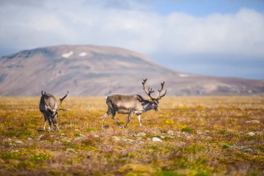 Vahşi bir legeyikli manzara. Yaz Svalbard. büyük boynuzları boynuzları ile Gün batımında geyik, Norveç. DoğaSpitsbergen yaban hayatı sahne 