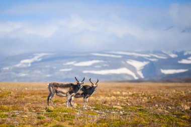 Vahşi bir legeyikli manzara. Yaz Svalbard. büyük boynuzları boynuzları ile Gün batımında geyik, Norveç. DoğaSpitsbergen yaban hayatı sahne 