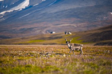 Vahşi bir legeyikli manzara. Yaz Svalbard. büyük boynuzları boynuzları ile Gün batımında geyik, Norveç. DoğaSpitsbergen yaban hayatı sahne 