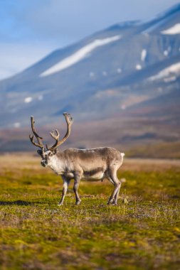 Vahşi bir legeyikli manzara. Yaz Svalbard. büyük boynuzları boynuzları ile Gün batımında geyik, Norveç. DoğaSpitsbergen yaban hayatı sahne 