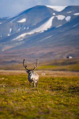 Vahşi bir legeyikli manzara. Yaz Svalbard. büyük boynuzları boynuzları ile Gün batımında geyik, Norveç. DoğaSpitsbergen yaban hayatı sahne 