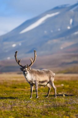 Landscape with wild reindeer. Summer Svalbard.  with massive antlers horns deer  On the Sunset, Norway. Wildlife scene from nature Spitsbergen  clipart