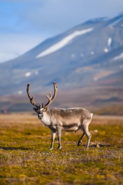 Vahşi bir legeyikli manzara. Yaz Svalbard. büyük boynuzları boynuzları ile Gün batımında geyik, Norveç. DoğaSpitsbergen yaban hayatı sahne 