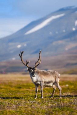 Vahşi bir legeyikli manzara. Yaz Svalbard. büyük boynuzları boynuzları ile Gün batımında geyik, Norveç. DoğaSpitsbergen yaban hayatı sahne 
