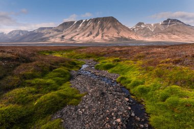 Gün batımında arktik yaz ile bir çiçek kutup gününde Spitsbergen Longyearbyen Svalbard dağların Duvar Kağıdı Norveç manzara doğa 