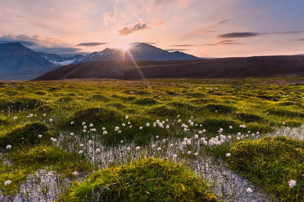 挪威景观自然斯匹次卑尔根龙年比恩斯瓦尔巴群岛在花极地天与北极夏天在日落 — 图库照片