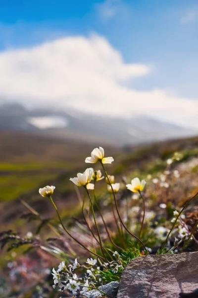 Wallpaper Noorwegen Landschap Natuur Van Bergen Van Spitsbergen Longyearbyen Svalbard — Stockfoto