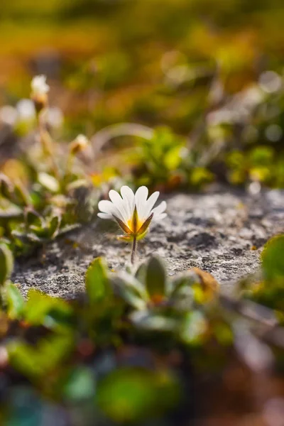 Wallpaper Norway Landscape Nature Mountains Spitsbergen Longyearbyen Svalbard Flowers Polar — Stock Photo, Image