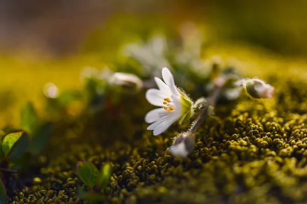 Wallpaper Norway Landscape Nature Mountains Spitsbergen Longyearbyen Svalbard Flowers Polar — Stock Photo, Image