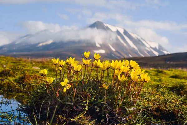 Tapeta Norsko Krajinná Povaha Hor Spitsbergen Longročbyen Špicbard Květinách Polární — Stock fotografie