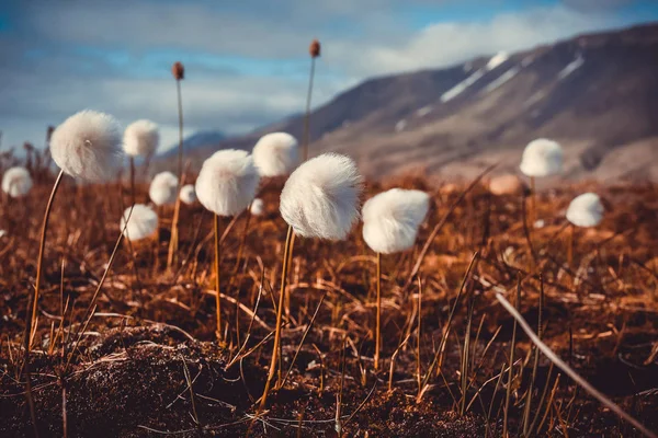 Háttérkép Norvégia Táj Jellege Hegyek Spitsbergen Longyearbyen Svalbard Virágok Sarki — Stock Fotó