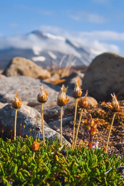 Wallpaper Noorwegen Landschap Natuur Van Bergen Van Spitsbergen Longyearbyen Svalbard — Stockfoto