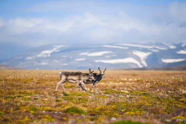 Landschaft Mit Wilden Rentieren Spitzbergen Mit Massiven Geweihhörnern Hirsch Auf — Stockfoto