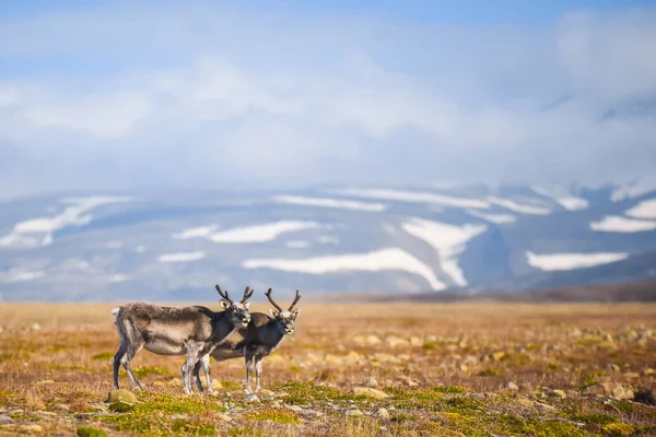 Landschap Met Wilde Rendieren Zomer Spitsbergen Met Massale Geweien Hoorns — Stockfoto