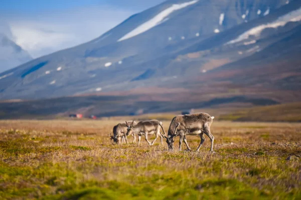 Krajina Divokými Soby Letní Svalbard Mohutnými Parohy Západě Norsko Scéna — Stock fotografie