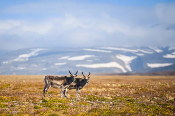 Krajina Divokými Soby Letní Svalbard Mohutnými Parohy Západě Norsko Scéna — Stock fotografie