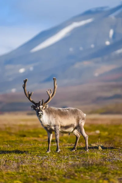 Paysage Avec Rennes Sauvages Summer Svalbard Avec Des Bois Massifs — Photo