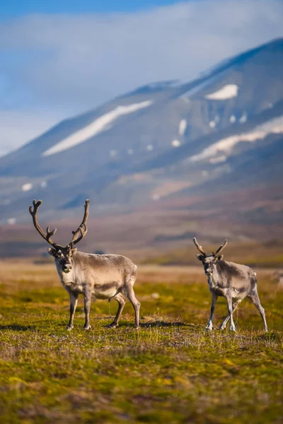 Landschaft Mit Wilden Rentieren Spitzbergen Mit Massiven Geweihhörnern Hirsch Auf — Stockfoto