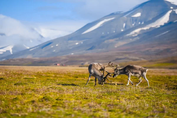 Landschap Met Wilde Rendieren Zomer Spitsbergen Met Massale Geweien Hoorns — Stockfoto