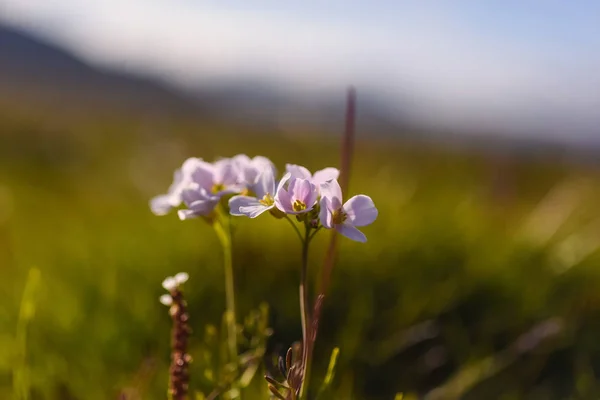 Wallpaper Norway Landscape Nature Mountains Spitsbergen Longyearbyen Svalbard Flowers Polar — Stock Photo, Image