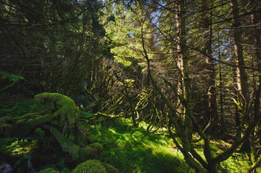 dağ norveç doğası güneşli bir yaz gününde turist yürüyüş