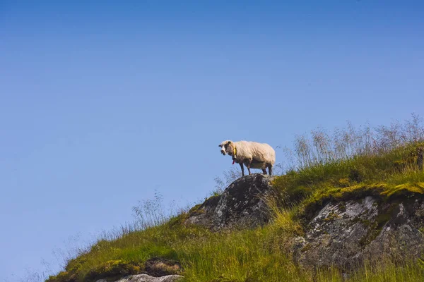 Toeristische Wandelen Een Zonnige Zomerdag Natuur Van Berg Noorwegen — Stockfoto