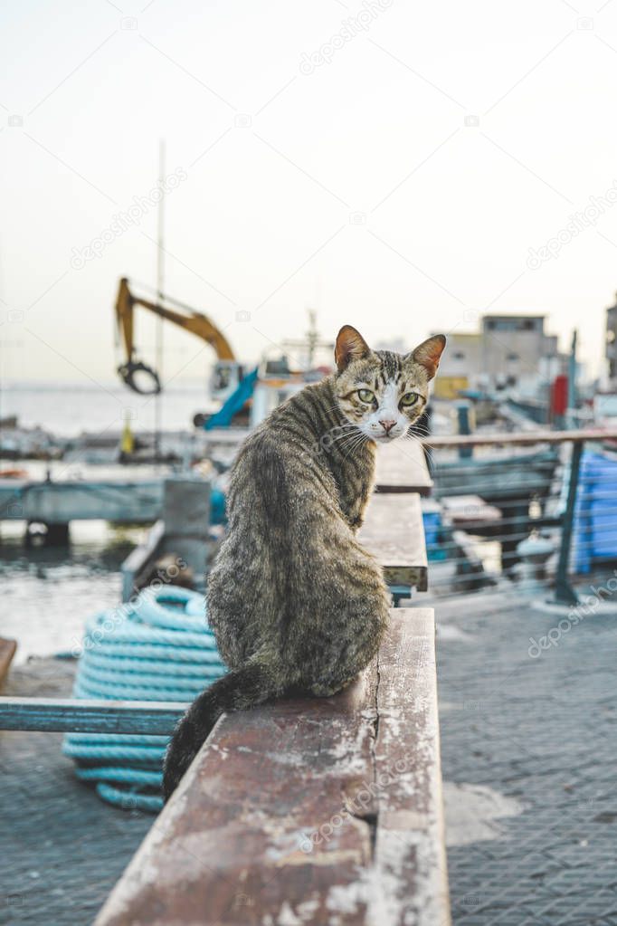 Tel Aviv, Israel. July 25, 2018. Cat at Tel Aviv port. Israel Travel photography