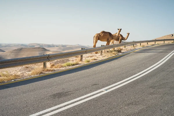 Woestijn Kamelen Permanent Naast Weg Rocky Mountains Blauwe Hemelachtergrond — Gratis stockfoto