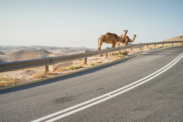 Cammelli Del Deserto Piedi Accanto Alla Strada Montagne Rocciose Sfondo — Foto stock gratuita