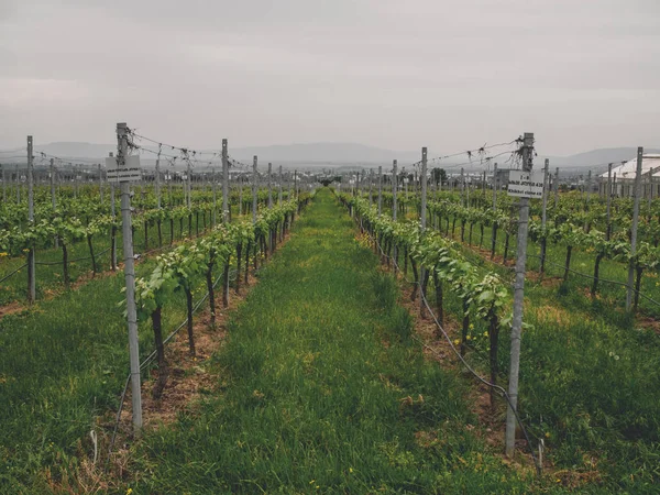 Centro Nacional Grapevine Georgia Uvas Georgianas Endémicas — Foto de Stock