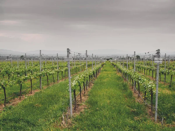 Centro Nacional Grapevine Georgia Uvas Georgianas Endémicas — Foto de Stock