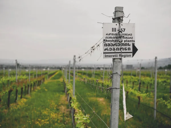 Centro Nacional Grapevine Georgia Uvas Georgianas Endémicas — Foto de Stock