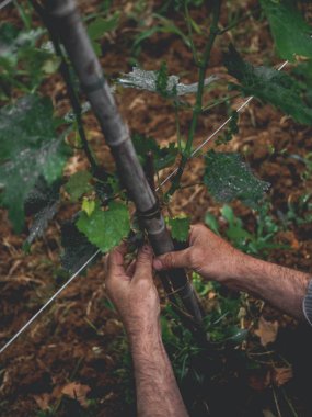 Winemaker yeşil üzüm yaprakları ile üzüm bakımı. Imereti, Gürcistan