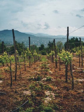 Bulutlu havalarda Georgia 'da (Guria) güzel organik üzüm bağları