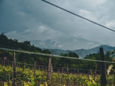 Bulutlu havalarda Georgia 'da (Guria) güzel organik üzüm bağları