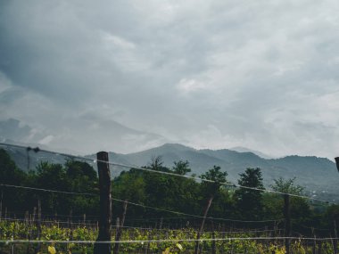 Bulutlu havalarda Georgia 'da (Guria) güzel organik üzüm bağları