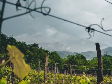 Bulutlu havalarda Georgia 'da (Guria) güzel organik üzüm bağları