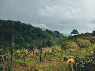 Bulutlu havalarda Georgia 'da (Guria) güzel organik üzüm bağları